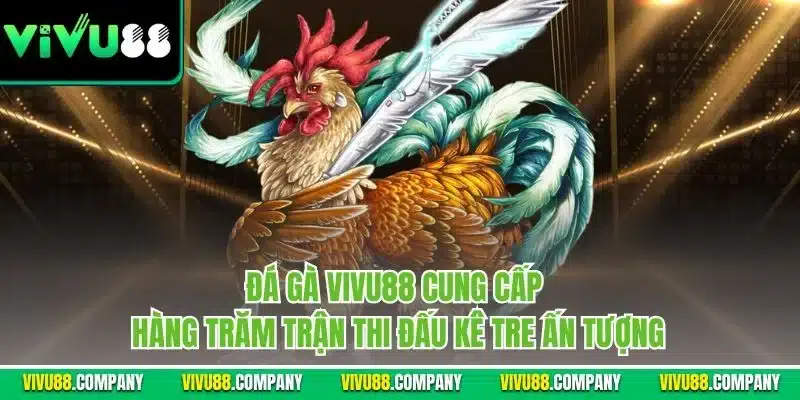 Đá gà Vivu88 cung cấp hàng trăm trận thi đấu kê tre ấn tượng